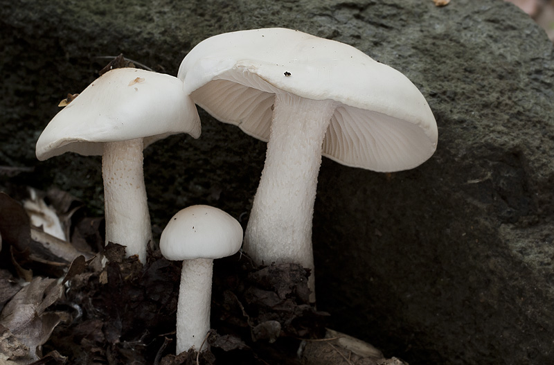 Hygrophorus cossus